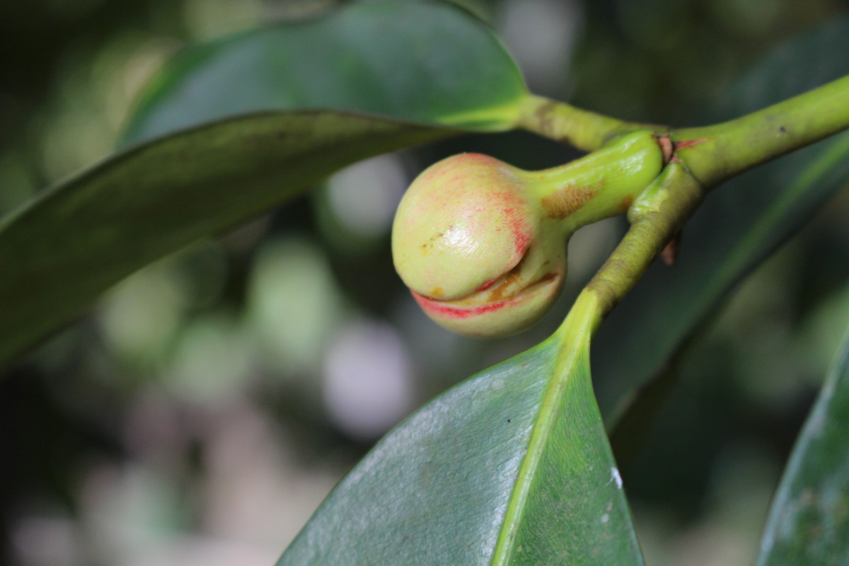 Garcinia mangostana L.